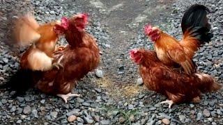 the funniest moments of the little rooster & the big hen  part 59