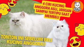 4 Ciri Kucing Anggora Asli, Perhatikan Saat Membeli Jangan Sampai Tertipu