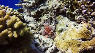 BEST Scuba Diving in the Pacific II Okinawa Japan 4K