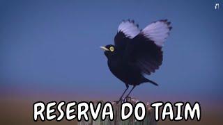 Observação de aves - Expedição Mata Atlântica - Reserva do Taim  RS - Ep 1