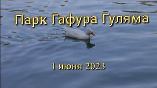 Парк Гафура Гуляма. 1 июня 2023 Ташкент.  видеозарисовки