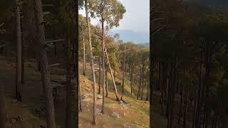 ariyari fire Watch tower kotli sattian  #forest #kotli #tower #peace #nature #travelling #poetry