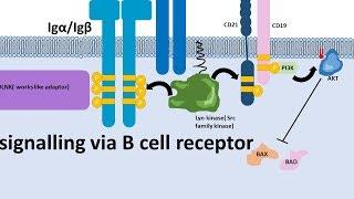 B cell receptor and signalling mechanism