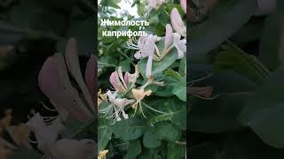 жимолость Каприфоль