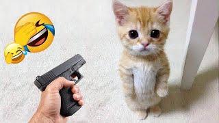 ️ Funniest Cats and Dogs Videos  Best Funny Animal Videos #13