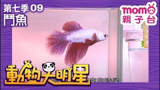 動物大明星 S7：EP 09【鬥魚】認識動物｜自然生態｜魚類｜昆蟲｜海洋生物｜哺乳類｜兒童節目｜Animal big star｜第七季 第9集【親子台｜官方HD】momokids