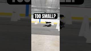 Is this dog too small?