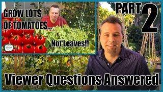 Grow Lots of Tomatoes... Not Leaves Part 2 // YOUR QUESTIONS ANSWERED