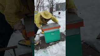 Замена донья в улье весной, подмор в пределах нормы #пчеловодство #пчеловоды #пасека #healthy