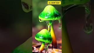 Top 5 of the most poisonous mushrooms in the world  #top #mushroom #poison #shorts #short #viral