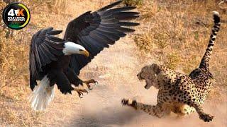 Eagles: The Kings of the Sky | Wild animal Documentary #animaldocumentary