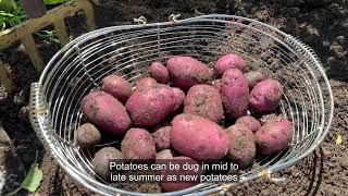 What to Plant After Potatoes