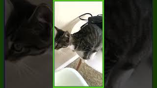 #shorts funny cat yowling cat for sale meow youtube channel devin bush cat video youtube cute kitty