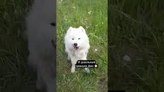 #doghandler_LU #dog #samoyed #samoyedlife #doglover #dogtravel #trevel