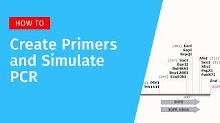 Create Primers and Simulate PCR in SnapGene