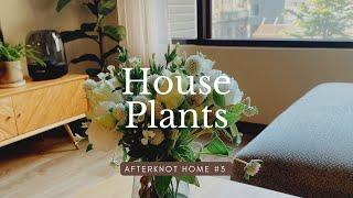 House Plants🪴室內植栽介紹｜觀葉植物｜蕨類｜插花｜植物控的家 afterknot home #3