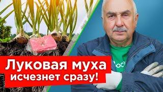 ИЗБАВЬТЕСЬ ОТ ЛУКОВОЙ И МОРКОВНОЙ МУХИ БЫСТРО И НАДОЛГО! Как защитить посадки доступными средствами