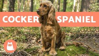 COCKER SPANIEL INGLÊS: características, cuidados e educação