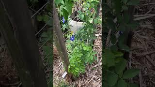 My wife is right again #shorts #garden #gardening #backyardgarden #gardener #trellis #flowers #bees