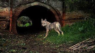 Wolf pups in their home site