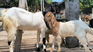 1.500 nego !! Babon Anak Jantan Satu Ekor Harga Murah !! Pasar Kambing Tuban