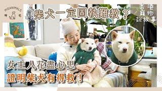 柴犬一定固執難教? 女主人花盡心思證明柴犬有得救! | 香港寵物說故事 | 咩毛