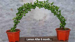 Beautiful Fruity Lemon Tree prepared with Aloe Vera and Potato | Cutting grow | Lemon Grafting