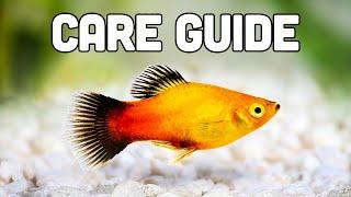 Platy Fish Care Guide (aka My Favorite Livebearer for Beginners)