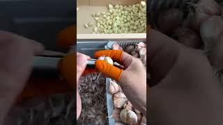 The kitchen gadget that makes peeling garlic satisfying