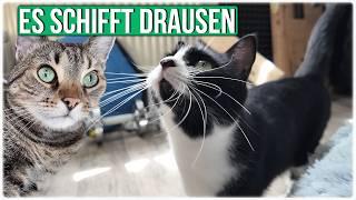 Normale Gespräche mit meinen Katzen - wir tun es alle