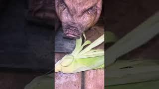 Pig eats Corn for the First Time