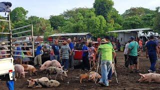 Tiangue de, x,, El Tránsito, San Miguel Oeste, El Salvador