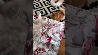 Псина сутулая