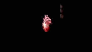 #3D model of heart easy explanation neet biology ncert Neet 2024-2025#