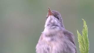 Садовая камышевка. Garden warbler