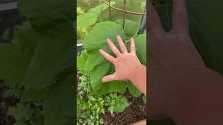 Making kombucha and mint infused rum 6.11.24 #strawberries #greenhouse #homesteading #OhioZone6a