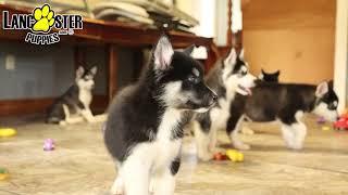 Playful Alaskan Malamute Puppies