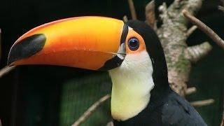 VOGEL DES MONATS MAI - Riesentukan / Toco Toucan - Welt-Vogelpark Walsrode