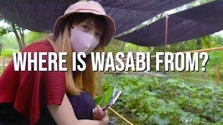 We Visited Japan's Largest Wasabi Farm | Daio Wasabi Farm