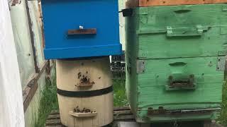 Комбинированное пчеловодство: бочка колода + Дадан