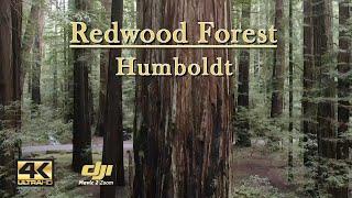 Flying Through The Redwood Forest - Humboldt Drone Video