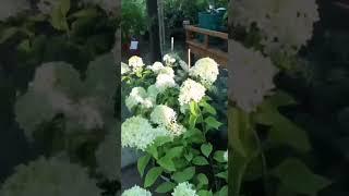 What is Love?️️ Любовь это Гортензии⭐️