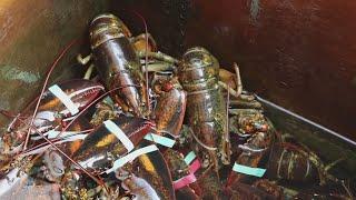 Lobster fishermen say tiny change in legal sizes could disrupt industry