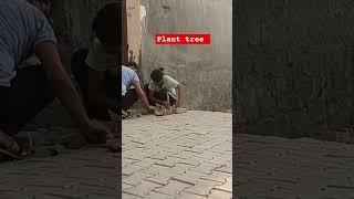 Plant a tree 
