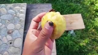 germinate guava