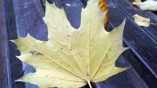 Autumnal leaf