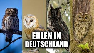 Die Eulen Deutschlands (Rufe und Aussehen)