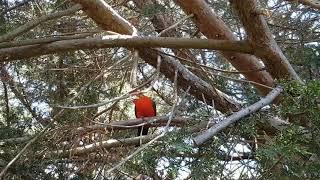 Australian King Parrot Call