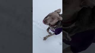 Weimaraner running in the snow #chicago #dogs #weimaraner