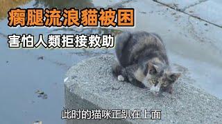 流浪貓被困水庫，前腿骨折成90度無法行走，害怕人類拒絕救助